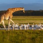 7 Day Mid-Range Tour: Exploring Kenya’s Gems