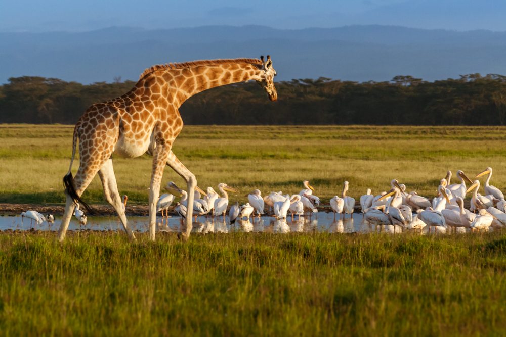 7 Day Mid-Range Tour: Exploring Kenya’s Gems