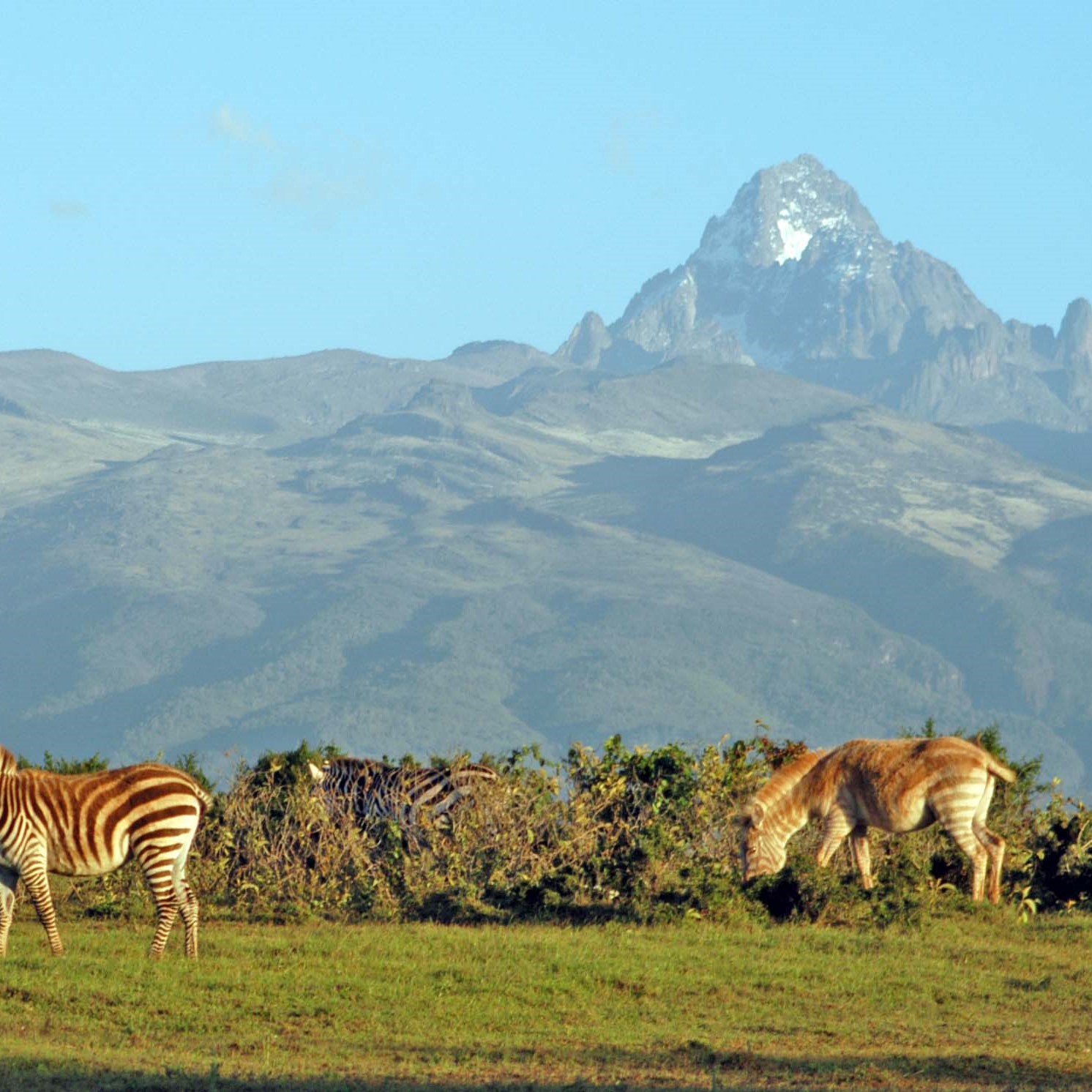 mt kenya mt kenya